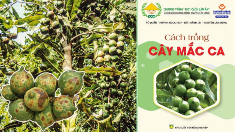 Hình ảnh người làm vườn rải phân vi lượng hạt hoặc bột quanh gốc cây trong vườn